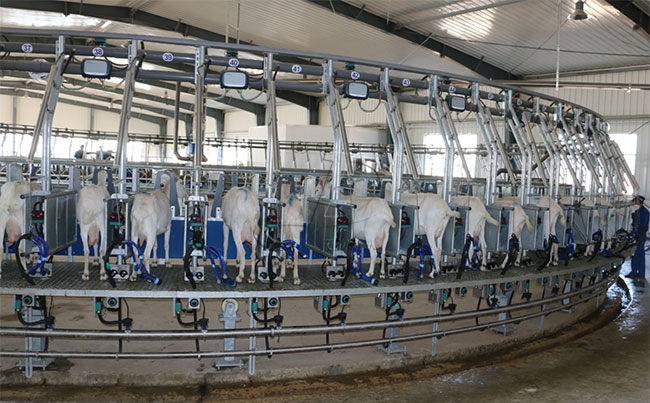 陜西奶山羊擠奶設備