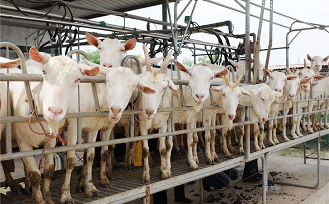 陜西奶山羊擠奶設備