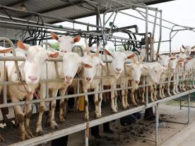 SCR擠奶臺(tái)式奶山羊擠奶機(jī)