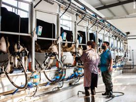 阿菲金魚(yú)骨式奶牛擠奶機(jī)