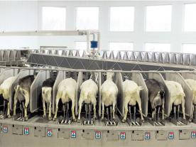 阿菲金轉(zhuǎn)盤(pán)式奶山羊擠奶機(jī)