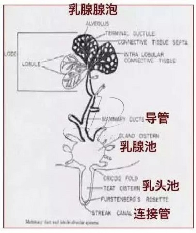 奶牛產(chǎn)奶原理