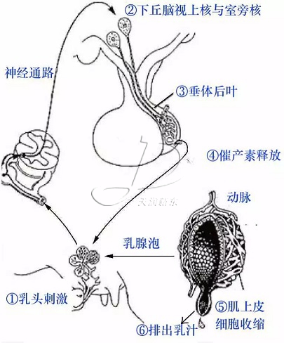 奶牛乳房結(jié)構(gòu)