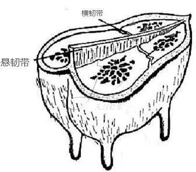 奶牛乳房結(jié)構(gòu)