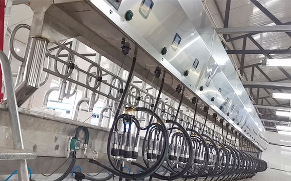 scr并列式奶牛<a href=/ target=_blank class=infotextkey>擠奶機(jī)</a>