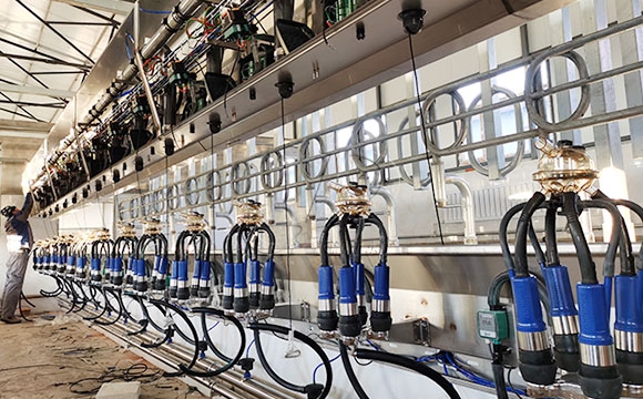 scr并列式奶牛<a href=/ target=_blank class=infotextkey>擠奶機(jī)</a>