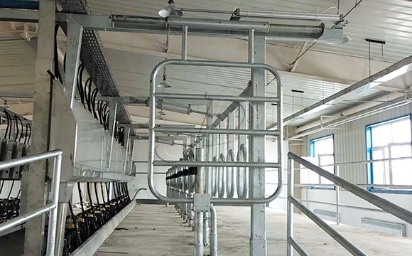 并列式奶牛<a href=/ target=_blank class=infotextkey>擠奶機(jī)</a>