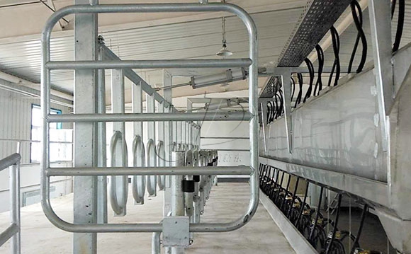 并列式奶牛<a href=/ target=_blank class=infotextkey>擠奶機(jī)</a>