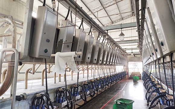 scr并列式牛奶<a href=/ target=_blank class=infotextkey>擠奶機(jī)</a>