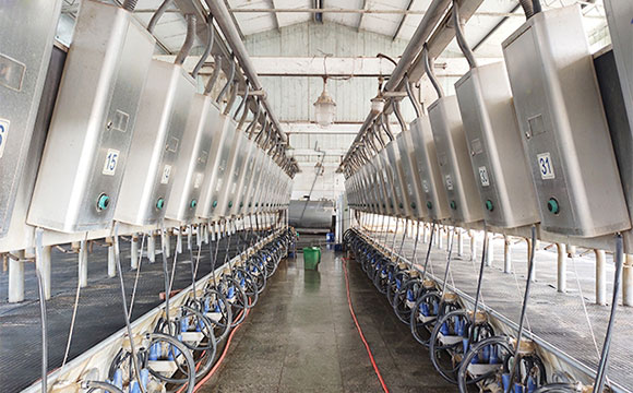 scr并列式牛奶<a href=/ target=_blank class=infotextkey>擠奶機(jī)</a>