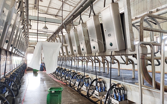 scr并列式牛奶<a href=/ target=_blank class=infotextkey>擠奶機(jī)</a>