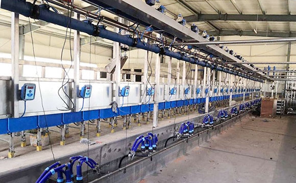 并列式奶山羊<a href=/ target=_blank class=infotextkey>擠奶機</a>