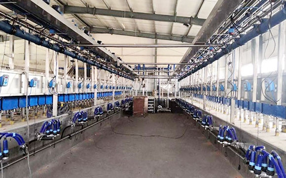 并列式奶山羊<a href=/ target=_blank class=infotextkey>擠奶機</a>