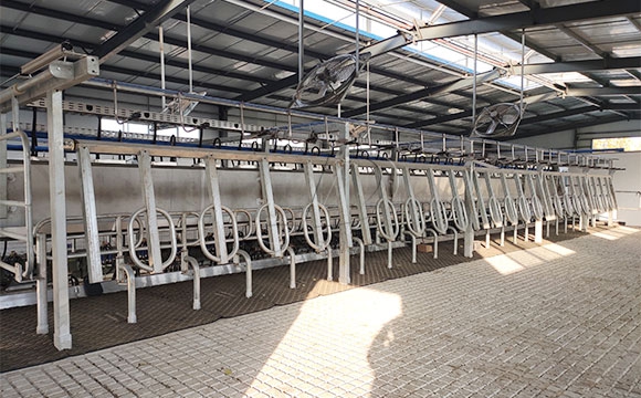 2*25奶牛<a href=/ target=_blank class=infotextkey>擠奶機(jī)</a>