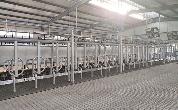 2*25奶牛<a href=/ target=_blank class=infotextkey>擠奶機(jī)</a>