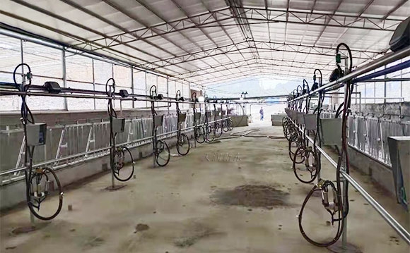 廣西水牛<a href=/ target=_blank class=infotextkey>擠奶機(jī)</a>