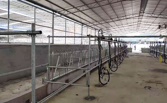 廣西水牛<a href=/ target=_blank class=infotextkey>擠奶機(jī)</a>