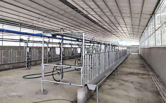 廣西水牛<a href=/ target=_blank class=infotextkey>擠奶機(jī)</a>