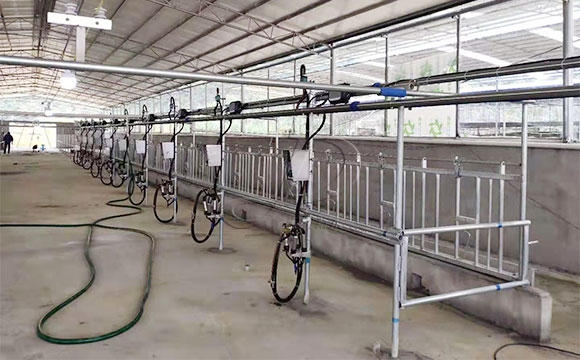 廣西水牛<a href=/ target=_blank class=infotextkey>擠奶機(jī)</a>