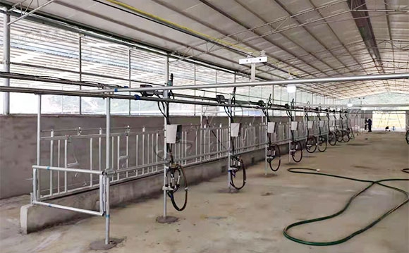 廣西水牛<a href=/ target=_blank class=infotextkey>擠奶機(jī)</a>